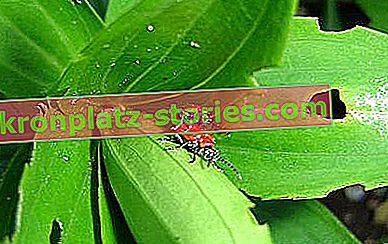 Lilienschädlinge - lila Apfelbeere