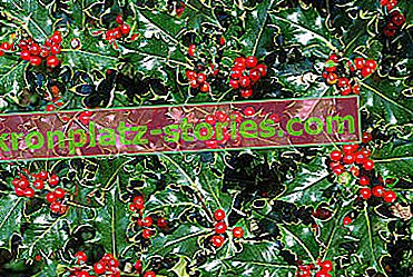 Bodeča božikovina - Ilex aquifolium