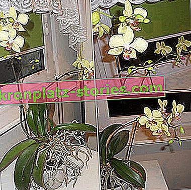 Саксийни цветя за подарък - орхидея Phalaenopsis