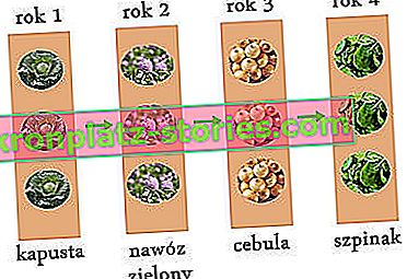 rotazione delle colture di ortaggi sulla trama - un esempio