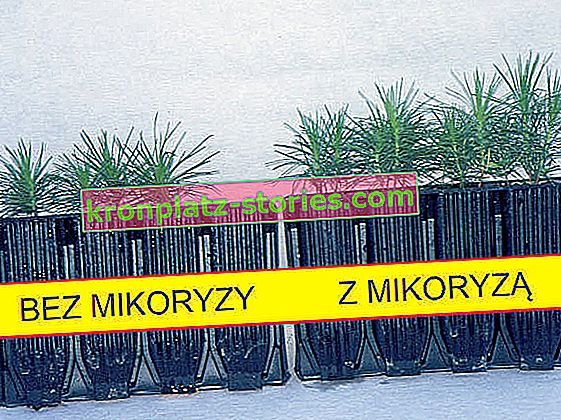 mykorhiza
