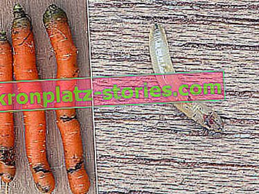 controfiletto di carote