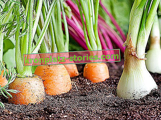 quel pH du sol pour les légumes
