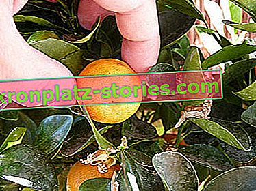 отглеждане на цитрусови плодове у дома - плодове от каламодин