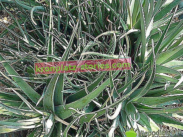Aloe - cultivare la domiciliu, soiuri, reproducere