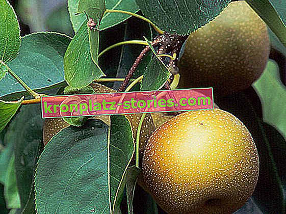 Asiatischer Birnbaum