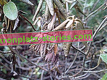 fitofitorosi del rododendro