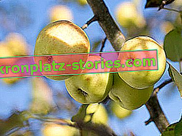 ovocné stromy - jabloň