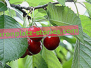 gyümölcsfák - cseresznye