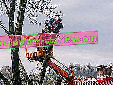 Strafen für das Fällen eines Baumes ohne Genehmigung 2015