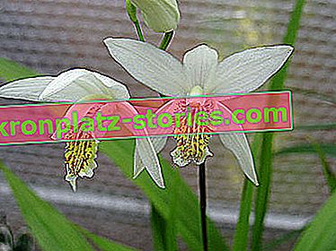 Градински орхидеи - раирана блетила