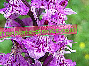 Orchidee da giardino - cuculo maculato