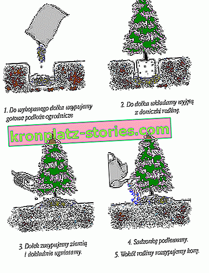 piantare conifere - quando e come piantare conifere