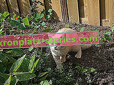 как да се отървете от котките от градината