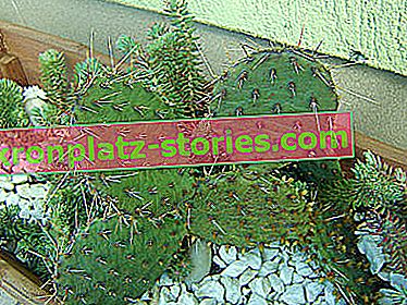 kaktusi, odporni proti zmrzali - bodeča hruška