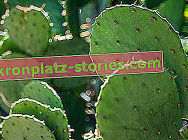 cactus resistenti al gelo - fico d'India