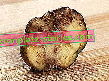 Pommes de terre - culture sur parcelle