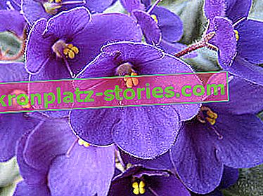 Violette africaine