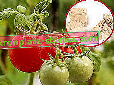 spruzzatura di lievito su pomodori e cetrioli