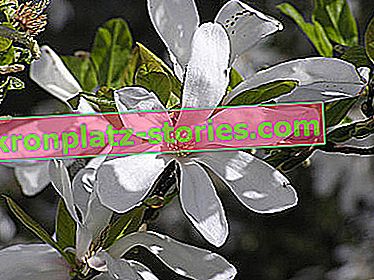 pourquoi le magnolia ne fleurit pas