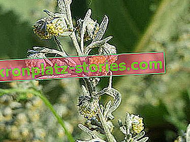 Artemisia assenzio - infiorescenza