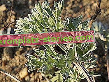 Artemisia assenzio - foglie