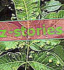 ravageurs des plantes fruitières - moche