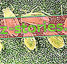 вредители по овощни дървета - прасковена листна въшка