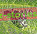 вредители по овощните дървета - trześniówka семенна муха