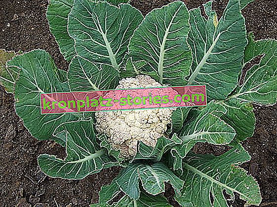 keresztesvirágú zöldségek - karfiol