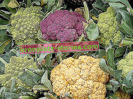 крестоцветные овощи - цветная капуста