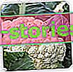 Цветная капуста - пищевая ценность, выращивание в саду, сорта