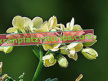 Topfblumen für die Küche - Blossfelds Kalanchoe