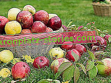 Октомври в градината - събираме последните ябълки