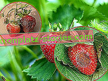 Erdbeer-Anthracnose