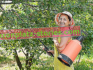 Pulvérisation écologique d'arbres fruitiers