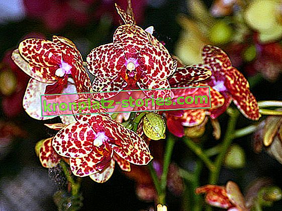 Orchideen-Phalaenopsis