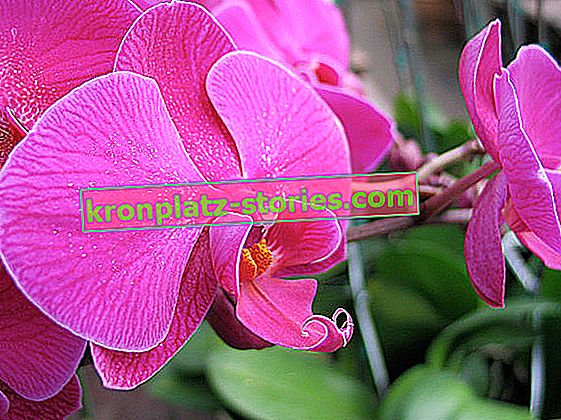 orchidea phalaenopsis