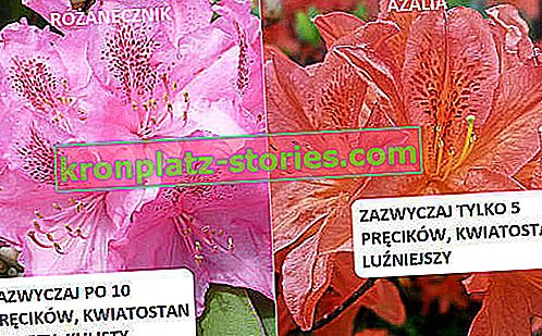 azalka a rododendron - rozdíly ve vzhledu květů