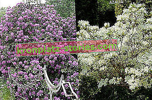 azalée et rhododendron - différences dans l'apparence des fleurs