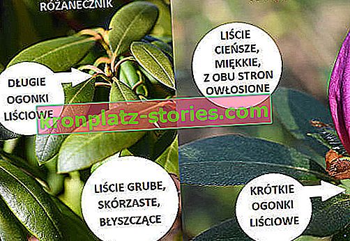 азалия и рододендрон - разлики във външния вид на листата