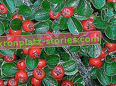 Dekorative Sträucher einfach zu züchten - Cotoneaster