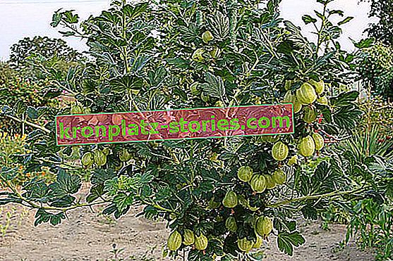 Плодови храсти в градината - цариградско грозде