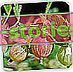 uva spina - varietà, semina, cura
