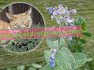 L'herbe à chat de Faassen